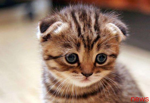 What do you know about the most expensive pet value list?