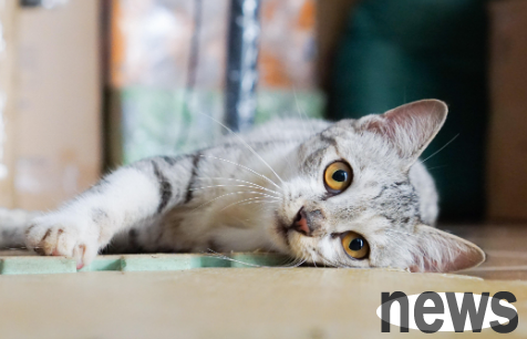 Master these 4 major strategies and love cats are energetic and happy!