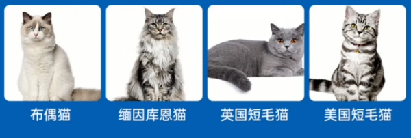 How many of the 10,000 cats have arrhythmia?