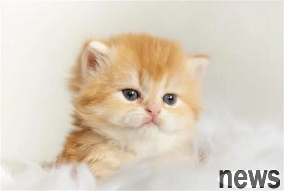 How to keep kittens? Do you know that one month old kittens can feed these foods?