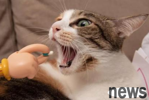 Do you know the specific diet for deworming cats?