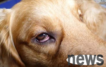 How to treat red eye disease when a dog suffers from a dog? Come and get it