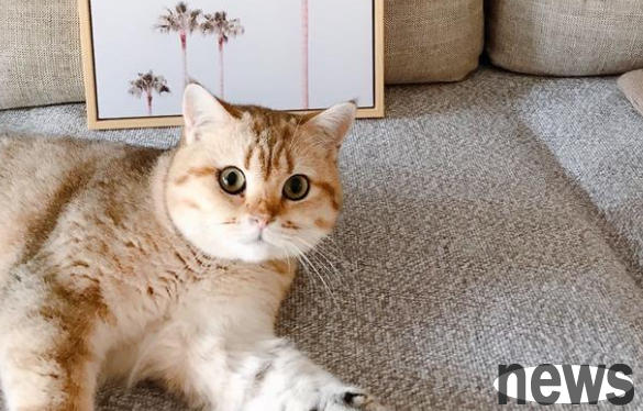 What happened to the two cats who were getting along well with each other suddenly turned against each other?