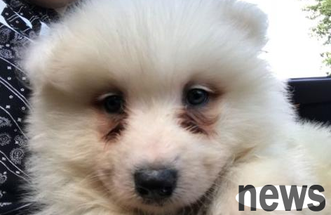 Dogs have severe tears, and dogs have severe tears when they wake up in the morning
