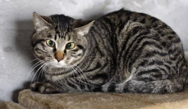 The girl picked up a cat on the side of the road. The cat changed her life and brought unexpected surprises
