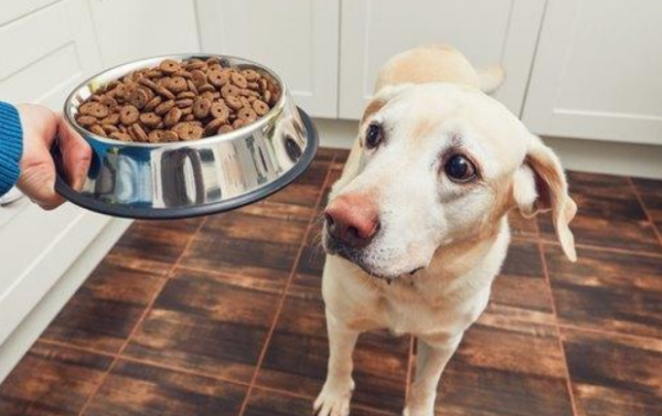 What is the difference between milk cake and dog food? You will understand after reading this article