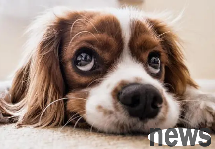 What to do if your dog has dental calculus and bad breath? Come and take a look!